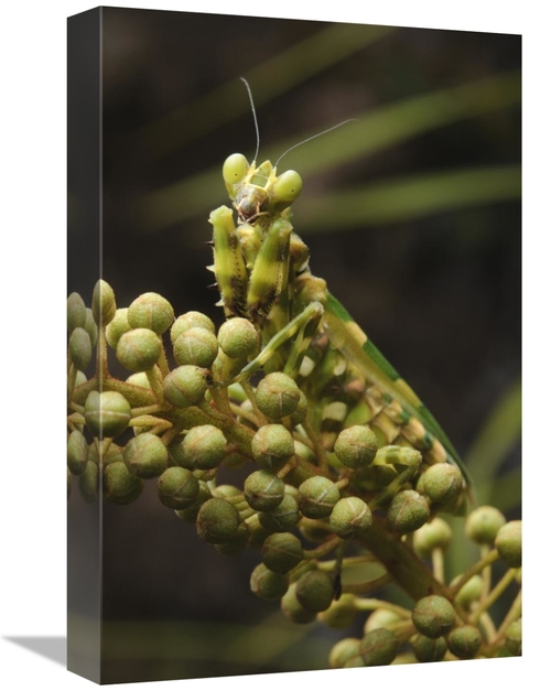 Global Gallery GCS-397536-1218-142 12 x 18 in. Mantis on Pitcher Plant