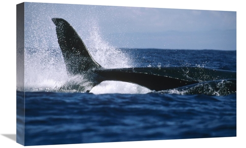 Global Gallery GCS-450587-1624-142 16 x 24 in. Humpback Whale Lashing 