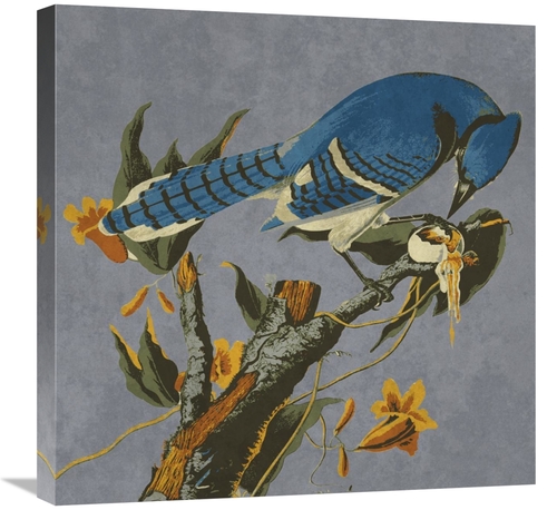 Global Gallery GCS-394158-2424-142 24 x 24 in. Audubon Decor - Bluejay