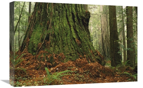 Global Gallery GCS-452832-1624-142 16 x 24 in. Coast Redwood Old-Growt