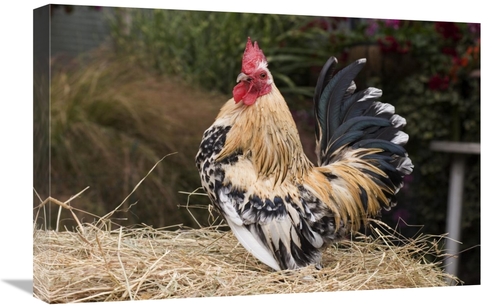 Global Gallery GCS-397449-1624-142 16 x 24 in. Domestic Chicken, S