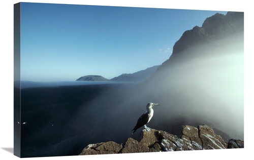 Global Gallery GCS-451269-2030-142 20 x 30 in. Blue-Footed Booby, 