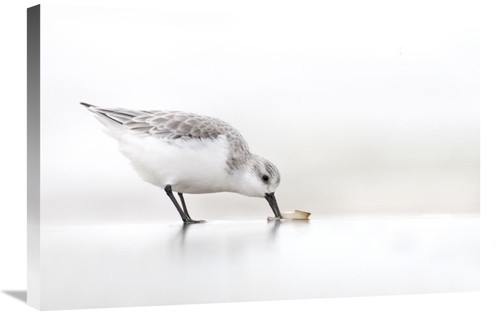 Global Gallery GCS-398236-2030-142 20 x 30 in. Sanderling Foraging on 