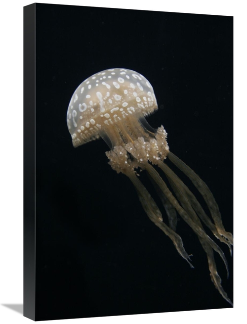 Global Gallery GCS-453576-1624-142 16 x 24 in. Papuan Jellyfish, J