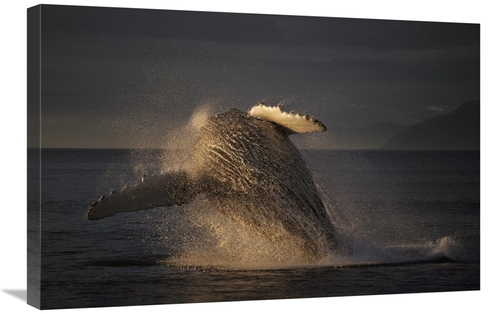 Global Gallery GCS-453547-2030-142 20 x 30 in. Humpback Whale Breachin