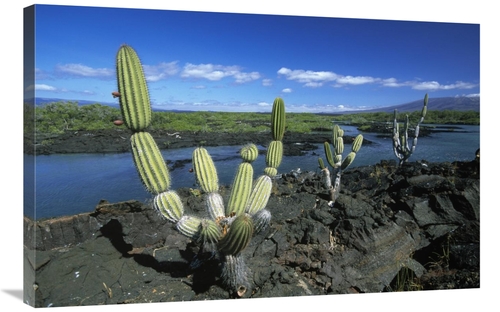 Global Gallery GCS-398462-2436-142 24 x 36 in. Giant Candelabra Cactus