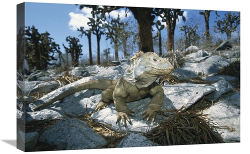 Global Gallery GCS-452306-1624-142 16 x 24 in. Galapagos Land Iguana &