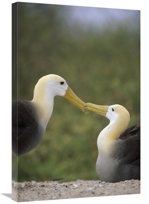 Global Gallery GCS-451409-2030-142 20 x 30 in. Waved Albatross Pair Bo