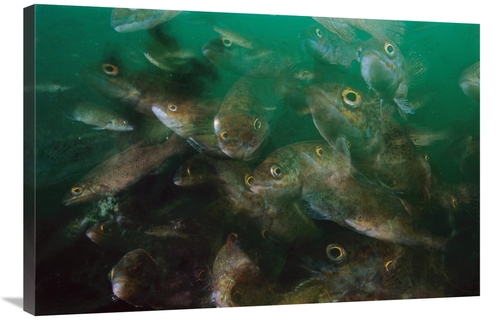 Global Gallery GCS-397602-2436-142 24 x 36 in. Cunner Fish, Multie