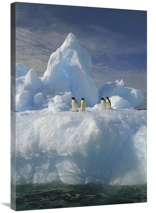 Global Gallery GCS-453465-2436-142 24 x 36 in. Adelie Penguin Group Re