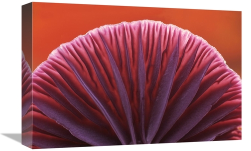 Global Gallery GCS-398270-1218-142 12 x 18 in. Amythest Deceiver Detai