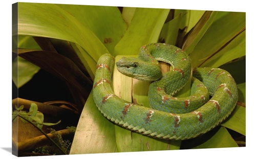 Global Gallery GCS-453189-2436-142 24 x 36 in. Eyelash VIper Venomous&