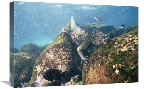 Global Gallery GCS-451242-1624-142 16 x 24 in. Marine Iguana Grazing o