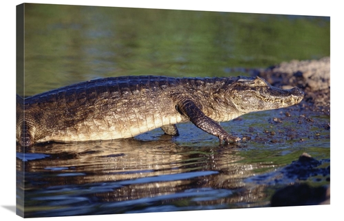 Global Gallery GCS-451487-2436-142 24 x 36 in. Jacare Caiman Portrait&