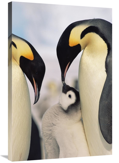 Global Gallery GCS-452324-2436-142 24 x 36 in. Emperor Penguin Parents