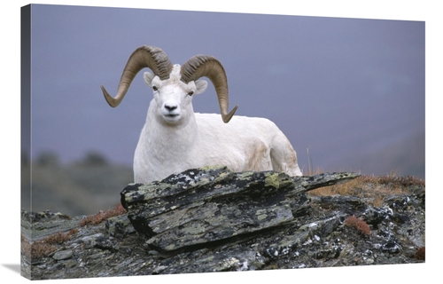 Global Gallery GCS-451890-2436-142 24 x 36 in. Dalls Sheep Ram Resting