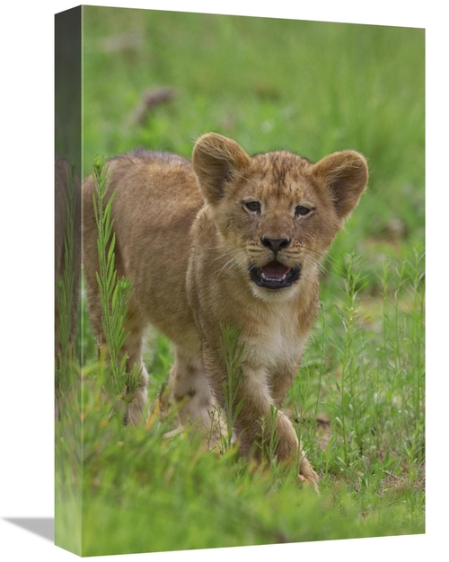 Global Gallery GCS-398153-1218-142 12 x 18 in. African Lion Cub Callin