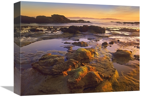 Global Gallery  12 x 16 in. Tidepools Exposed at Low Tide, Botanic