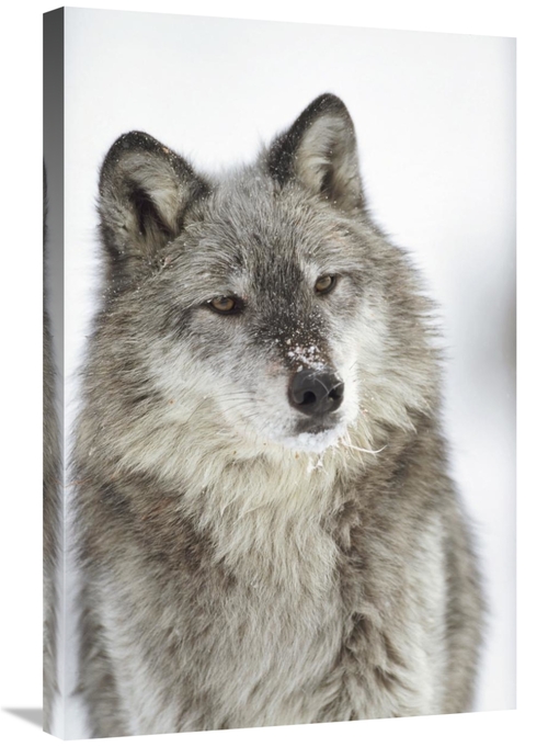 Global Gallery GCS-396296-2030-142 20 x 30 in. Timber Wolf Portrait wi