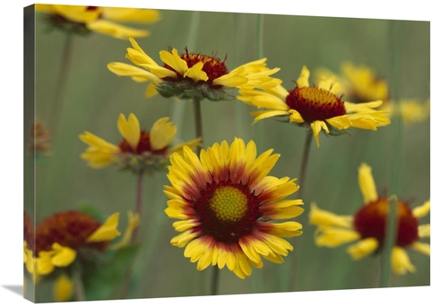 Global Gallery GCS-396060-2432-142 24 x 32 in. Indian Blanket Flowers 