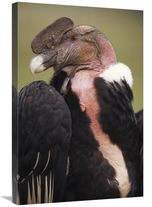 Global Gallery GCS-451248-2030-142 20 x 30 in. Andean Condor Male,
