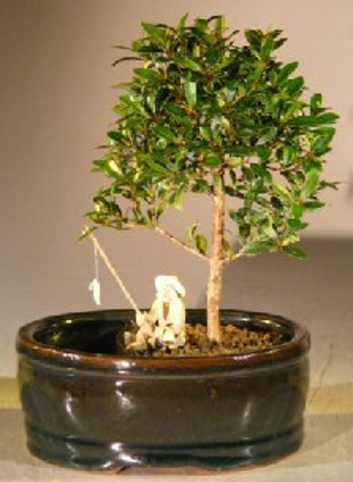 Flowering Brush Cherry Bonsai Tree Land/Water Pot - Small (eugenia