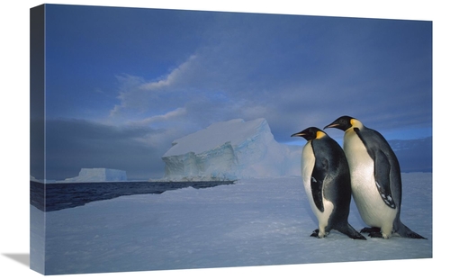 Global Gallery GCS-451730-1624-142 16 x 24 in. Emperor Penguin Pair on