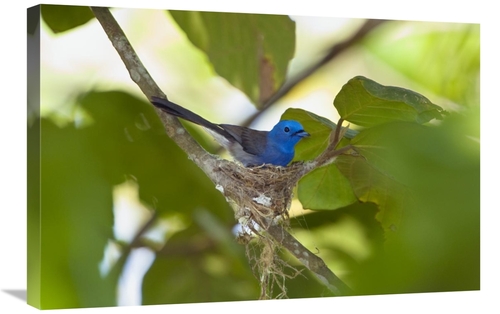 Global Gallery GCS-453640-2030-142 20 x 30 in. Black-Naped Monarch Fem