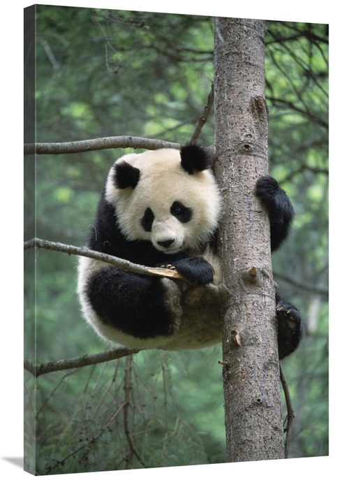 Global Gallery GCS-395740-2436-142 24 x 36 in. Giant Panda in Tree Art