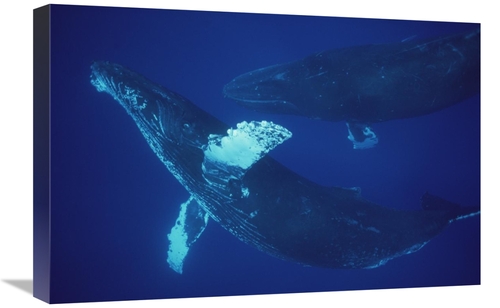 Global Gallery GCS-450792-1624-142 16 x 24 in. Humpback Whale Singer &