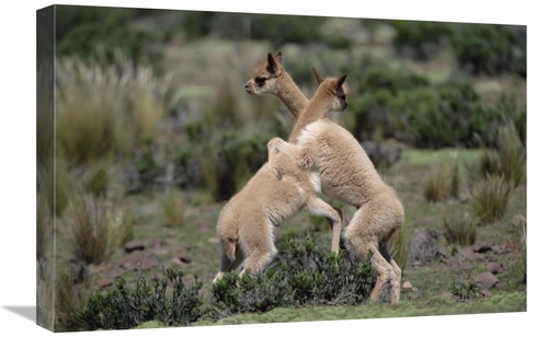 Global Gallery GCS-451503-1624-142 16 x 24 in. Vicuna Young Play-Fight