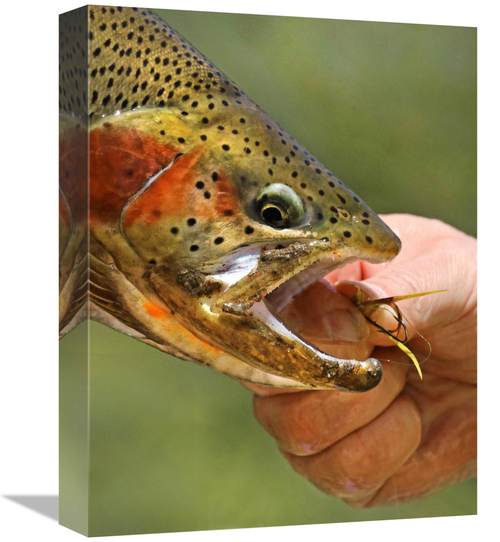 Global Gallery GCS-486414-16-142 16 in. A Trout in the Hand Art Print 