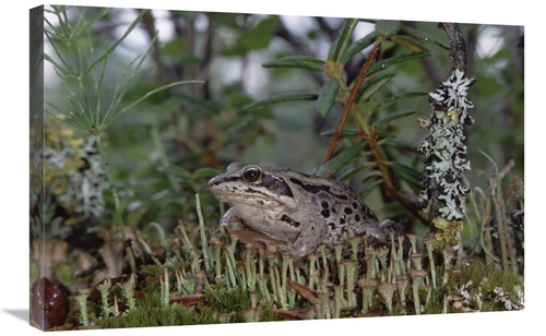 Global Gallery GCS-451907-2030-142 20 x 30 in. Wood Frog on Forest Flo