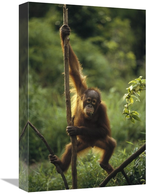 Global Gallery GCS-452477-1218-142 12 x 18 in. Orangutan Juvenile Hang