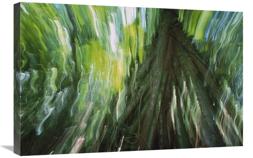 Global Gallery GCS-398567-2030-142 20 x 30 in. Walking Palm Showing St