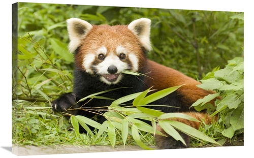 Global Gallery GCS-453022-2436-142 24 x 36 in. Lesser Panda Eating Bam