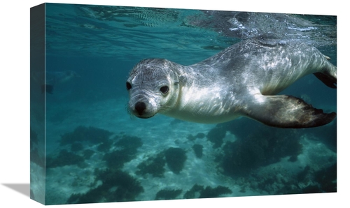 Global Gallery GCS-397718-1218-142 12 x 18 in. Australian Sea Lion Und