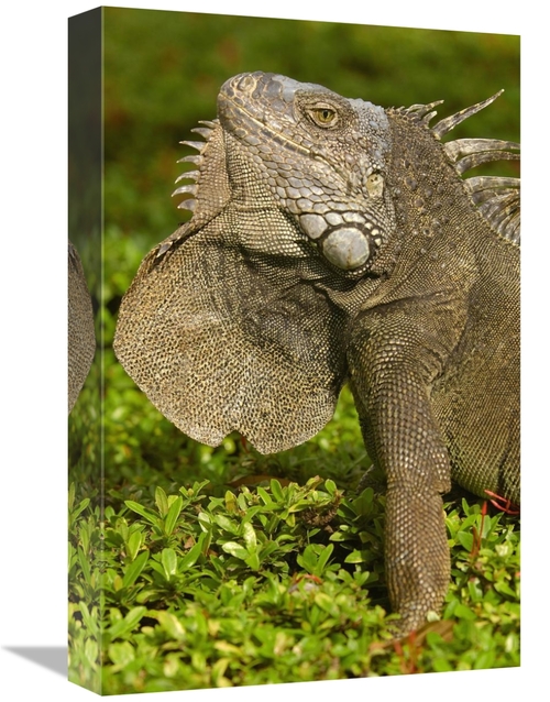 Global Gallery GCS-453070-1218-142 12 x 18 in. Green Iguana Flaring De
