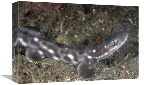Global Gallery GCS-397676-1218-142 12 x 18 in. Coral Catshark, Lem