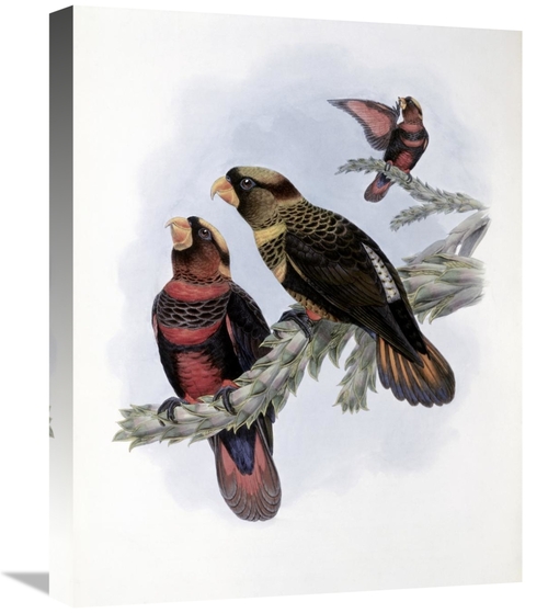Global Gallery GCS-277735-22-142 22 in. Banded Lory Art Print - John G