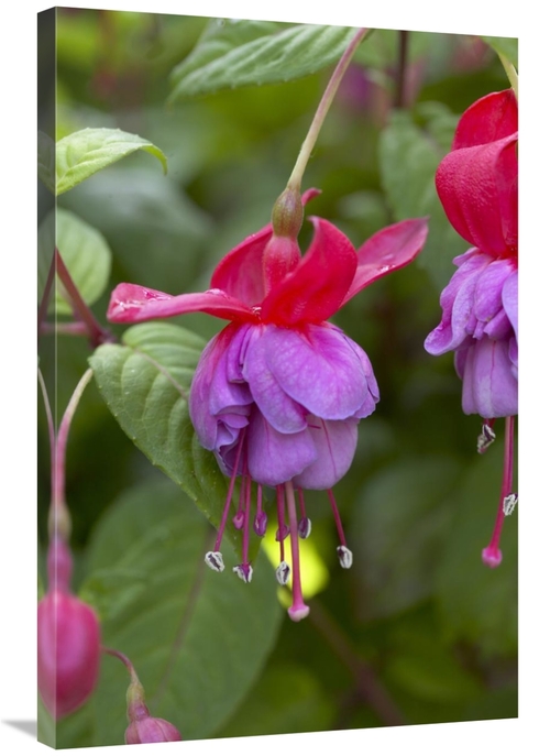 Global Gallery GCS-398371-2436-142 24 x 36 in. Fuchsia Red & Blue Vari