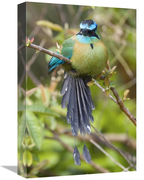 Global Gallery GCS-397273-1218-142 12 x 18 in. Blue-Crowned Motmot&#44