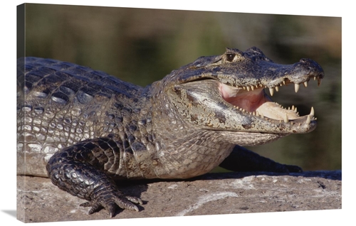 Global Gallery GCS-451484-2436-142 24 x 36 in. Jacare Caiman Portrait&