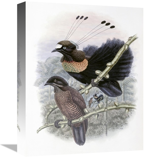 Global Gallery GCS-277770-16-142 16 in. Lawes Bird of Paradise Art Pri