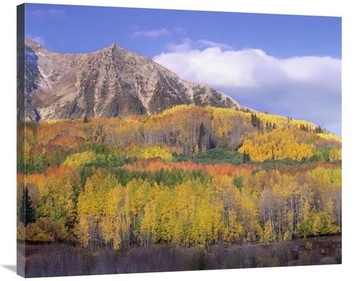Global Gallery GCS-397009-36-142 36 in. Quaking Aspen Forest in Autumn