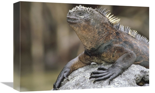 12 x 18 in. Marine Iguana Clings to Lava Rock, Academy Bay, Ga