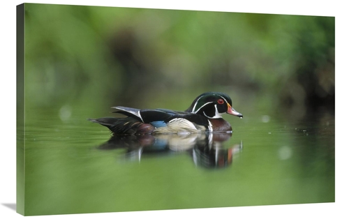 Global Gallery GCS-396295-2436-142 24 x 36 in. Wood Duck Male Portrait
