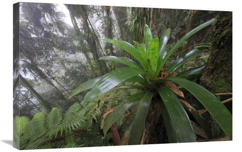 Global Gallery  20 x 30 in. Bromeliad & Tree Fern At 1600 Meters Altit