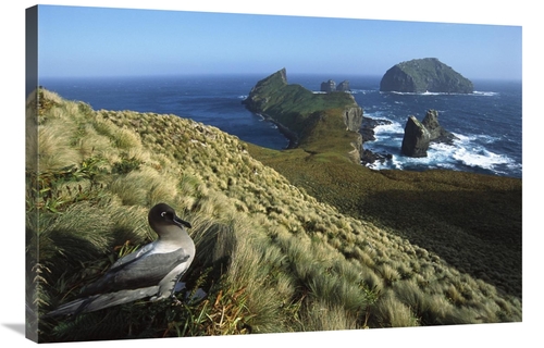 Global Gallery GCS-451620-2436-142 24 x 36 in. Light-Mantled Albatross