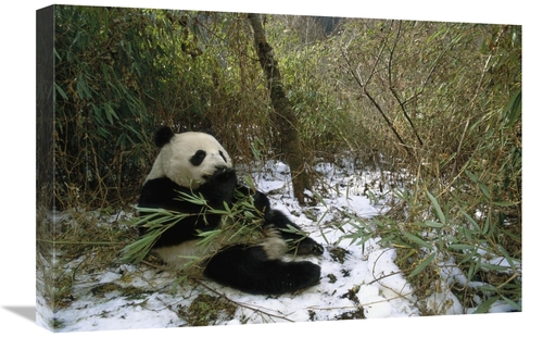 Global Gallery GCS-453117-1624-142 16 x 24 in. Giant Panda Eating Bamb